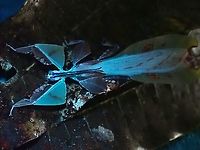 Blue Leaf Male Leaf Insect - Pulchriphyllium abdulfatahi under UV lighting.<br />
<br />
Under regular lighting :<br />
<br />
https://www.jungledragon.com/image/135953/dried_leaf.html Leaf Insect,Malaysia,Phasmatodea,Phasmid,Phasmida,Pulchriphyllium abdulfatahi,Sabah,Ultra Violet Light