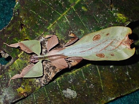 Dried Leaf Under UV lighting :

https://www.jungledragon.com/image/135952/blue_leaf.html Leaf Insect,Malaysia,Phasmatodea,Phasmid,Phasmida,Pulchriphyllium abdulfatahi,Sabah