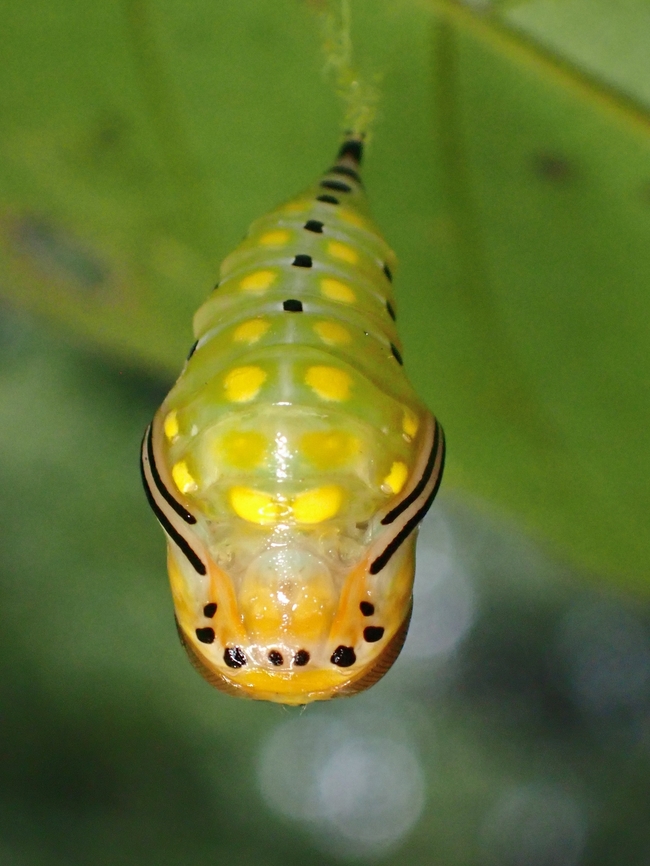 Pupa - Sitvia denudata Top view of Pupa of Sitvia denudata, 1 day before eclose.<br />
<br />
Underview :<br />
<br />
<figure class="photo"><a href="https://www.jungledragon.com/image/135957/pupa_-_sitvia_denudata.html" title="Pupa - Sitvia denudata"><img src="https://s3.amazonaws.com/media.jungledragon.com/images/2994/135957_thumb.jpeg?AWSAccessKeyId=05GMT0V3GWVNE7GGM1R2&Expires=1759968010&Signature=6gOOcBX3hqK0eJeESKeT8imWMz0%3D" width="114" height="152" alt="Pupa - Sitvia denudata Underside of Pupa of Sitvia denudata, showing the antennae fully developed.<br />
<br />
Top view of Pupa :<br />
<br />
https://www.jungledragon.com/image/135955/pupa_-_sitvia_denudata.html<br />
<br />
Pupating :<br />
<br />
https://www.jungledragon.com/image/135958/freshly_eclosed.html Malaysia,Moth,Sabah,Sitvia denudata,Tussock Moth" /></a></figure><br />
<br />
Pupating :<br />
<br />
<figure class="photo"><a href="https://www.jungledragon.com/image/135958/freshly_eclosed.html" title="Freshly eclosed"><img src="https://s3.amazonaws.com/media.jungledragon.com/images/2994/135958_thumb.jpeg?AWSAccessKeyId=05GMT0V3GWVNE7GGM1R2&Expires=1759968010&Signature=mNjsCb3ZfyCPMEZGef4K4BINj6U%3D" width="114" height="152" alt="Freshly eclosed Freshly eclosed Tussock Moth - Sitvia denudata.<br />
I missed the whole process unfortunately. Malaysia,Moth,Sabah,Sitvia denudata,Tussock Moth" /></a></figure> Malaysia,Moth,Sabah,Sitvia denudata,Tussock Moth