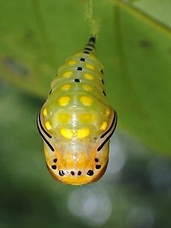 Pupa - Sitvia denudata Top view of Pupa of Sitvia denudata, 1 day before eclose.

Underview :

https://www.jungledragon.com/image/135957/pupa_-_sitvia_denudata.html

Pupating :

https://www.jungledragon.com/image/135958/freshly_eclosed.html Malaysia,Moth,Sabah,Sitvia denudata,Tussock Moth