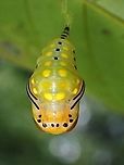Pupa - Sitvia denudata Top view of Pupa of Sitvia denudata, 1 day before eclose.<br />
<br />
Underview :<br />
<br />
https://www.jungledragon.com/image/135957/pupa_-_sitvia_denudata.html<br />
<br />
Pupating :<br />
<br />
https://www.jungledragon.com/image/135958/freshly_eclosed.html Malaysia,Moth,Sabah,Sitvia denudata,Tussock Moth