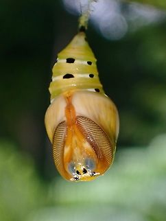Pupa - Sitvia denudata Underside of Pupa of Sitvia denudata, showing the antennae fully developed.

Top view of Pupa :

https://www.jungledragon.com/image/135955/pupa_-_sitvia_denudata.html

Pupating :

https://www.jungledragon.com/image/135958/freshly_eclosed.html Malaysia,Moth,Sabah,Sitvia denudata,Tussock Moth