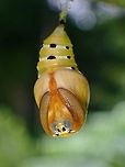 Pupa - Sitvia denudata Underside of Pupa of Sitvia denudata, showing the antennae fully developed.<br />
<br />
Top view of Pupa :<br />
<br />
https://www.jungledragon.com/image/135955/pupa_-_sitvia_denudata.html<br />
<br />
Pupating :<br />
<br />
https://www.jungledragon.com/image/135958/freshly_eclosed.html Malaysia,Moth,Sabah,Sitvia denudata,Tussock Moth