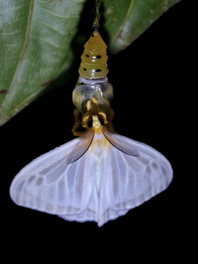 Freshly eclosed Freshly eclosed Tussock Moth - Sitvia denudata.<br />
I missed the whole process unfortunately. Malaysia,Moth,Sabah,Sitvia denudata,Tussock Moth
