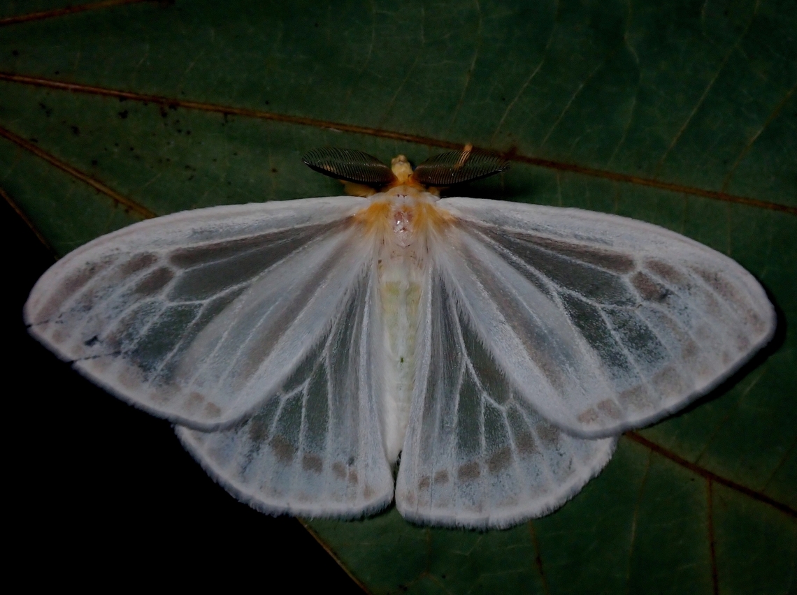 Tussock Moth - Sitvia denudata Top view of Pupa :<br />
<br />
<figure class="photo"><a href="https://www.jungledragon.com/image/135955/pupa_-_sitvia_denudata.html" title="Pupa - Sitvia denudata"><img src="https://s3.amazonaws.com/media.jungledragon.com/images/2994/135955_thumb.jpeg?AWSAccessKeyId=05GMT0V3GWVNE7GGM1R2&Expires=1763596810&Signature=1y2AmMAOPv5nGm1zDEe9a0XgqJM%3D" width="114" height="152" alt="Pupa - Sitvia denudata Top view of Pupa of Sitvia denudata, 1 day before eclose.<br />
<br />
Underview :<br />
<br />
https://www.jungledragon.com/image/135957/pupa_-_sitvia_denudata.html<br />
<br />
Pupating :<br />
<br />
https://www.jungledragon.com/image/135958/freshly_eclosed.html Malaysia,Moth,Sabah,Sitvia denudata,Tussock Moth" /></a></figure><br />
<br />
Underside of Pupa :<br />
<br />
<figure class="photo"><a href="https://www.jungledragon.com/image/135957/pupa_-_sitvia_denudata.html" title="Pupa - Sitvia denudata"><img src="https://s3.amazonaws.com/media.jungledragon.com/images/2994/135957_thumb.jpeg?AWSAccessKeyId=05GMT0V3GWVNE7GGM1R2&Expires=1763596810&Signature=6ebUnTptO6KMHkCgDeNevIwGGK4%3D" width="114" height="152" alt="Pupa - Sitvia denudata Underside of Pupa of Sitvia denudata, showing the antennae fully developed.<br />
<br />
Top view of Pupa :<br />
<br />
https://www.jungledragon.com/image/135955/pupa_-_sitvia_denudata.html<br />
<br />
Pupating :<br />
<br />
https://www.jungledragon.com/image/135958/freshly_eclosed.html Malaysia,Moth,Sabah,Sitvia denudata,Tussock Moth" /></a></figure> Malaysia,Moth,Sabah,Sitvia denudata,Tussock Moth