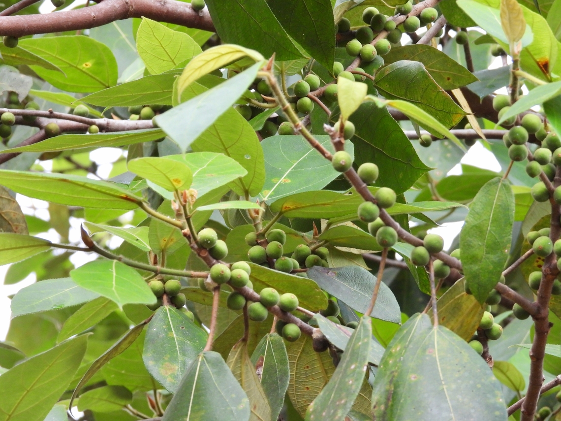 Ficus fulva            Ficus fulva,Fruits,Malaysia,Plant,Sabah
