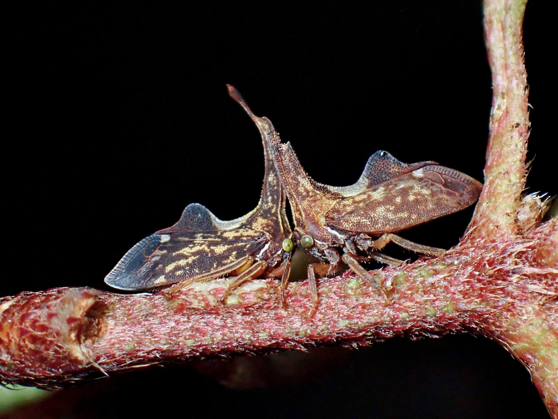 Head-butting! This Treehoppers are tiny in size and are often overlooked as they are also well camouflaged on the tree stems.<br />
<br />
I had originally thought there was only one of them until the second one started to move and gave me this interesting capture :D Hopper,Malaysia,Pyrgauchenia tristaniopsis,Sabah,Treehopper