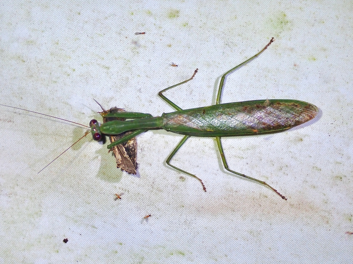 Mantis with a Meal  Hierodula dyaka,Malaysia,Mantis,Praying Mantis,Sabah