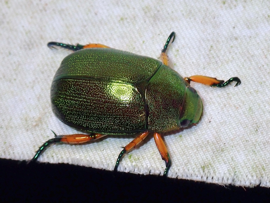 Shining Leaf Chafer - Mimela chrysoprasa  Beetle,Leaf Chafer,Malaysia,Mimela chrysoprasa,Sabah,Shining Leaf Chafer
