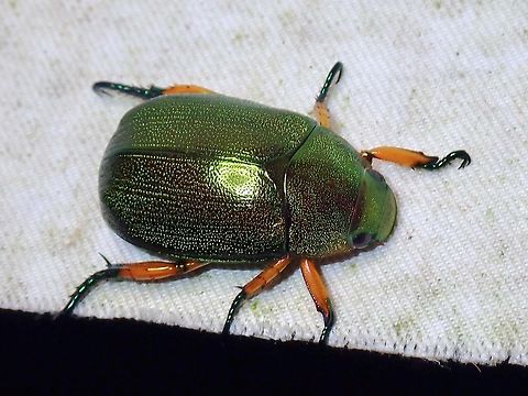 Shining Leaf Chafer - Mimela chrysoprasa  Beetle,Leaf Chafer,Malaysia,Mimela chrysoprasa,Sabah,Shining Leaf Chafer