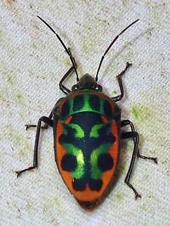 Jewel Bug - Tetrarthria variegata  Jewel Bug,Malaysia,Sabah,Tetrarthria variegata