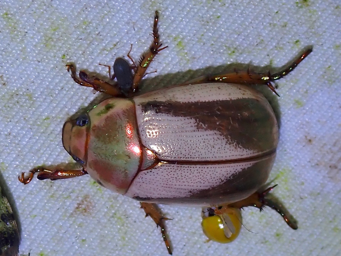 Shining Leaf Chafer - Mimela insularis  Beetle,Leaf Chafer,Malaysia,Mimela insularis,Sabah,Shining Leaf Chafer