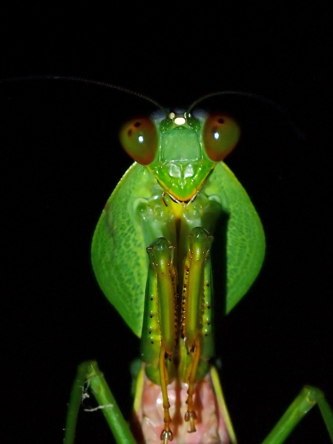 Cute?  Malaysia,Mantis,Praying Mantis,Rhombodera basalis,Sabah