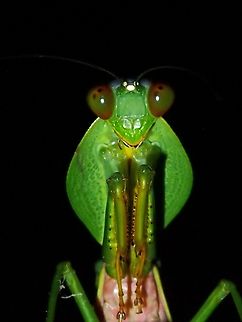 Cute?  Malaysia,Mantis,Praying Mantis,Rhombodera basalis,Sabah