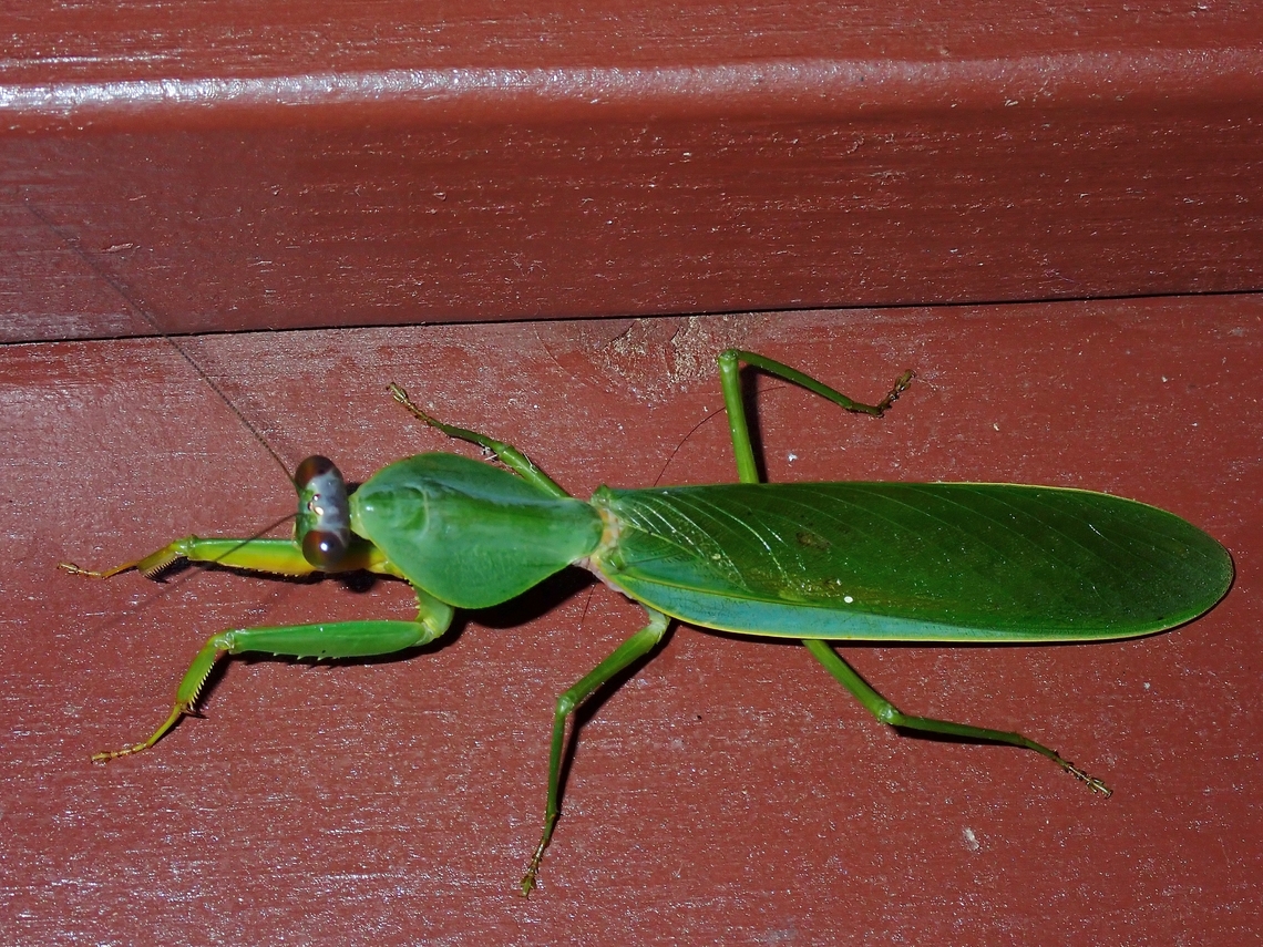Praying Mantis - Rhombodera basalis  Malaysia,Mantis,Praying Mantis,Rhombodera basalis,Sabah