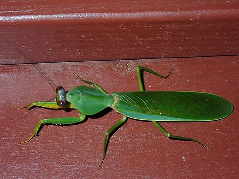 Praying Mantis - Rhombodera basalis  Malaysia,Mantis,Praying Mantis,Rhombodera basalis,Sabah