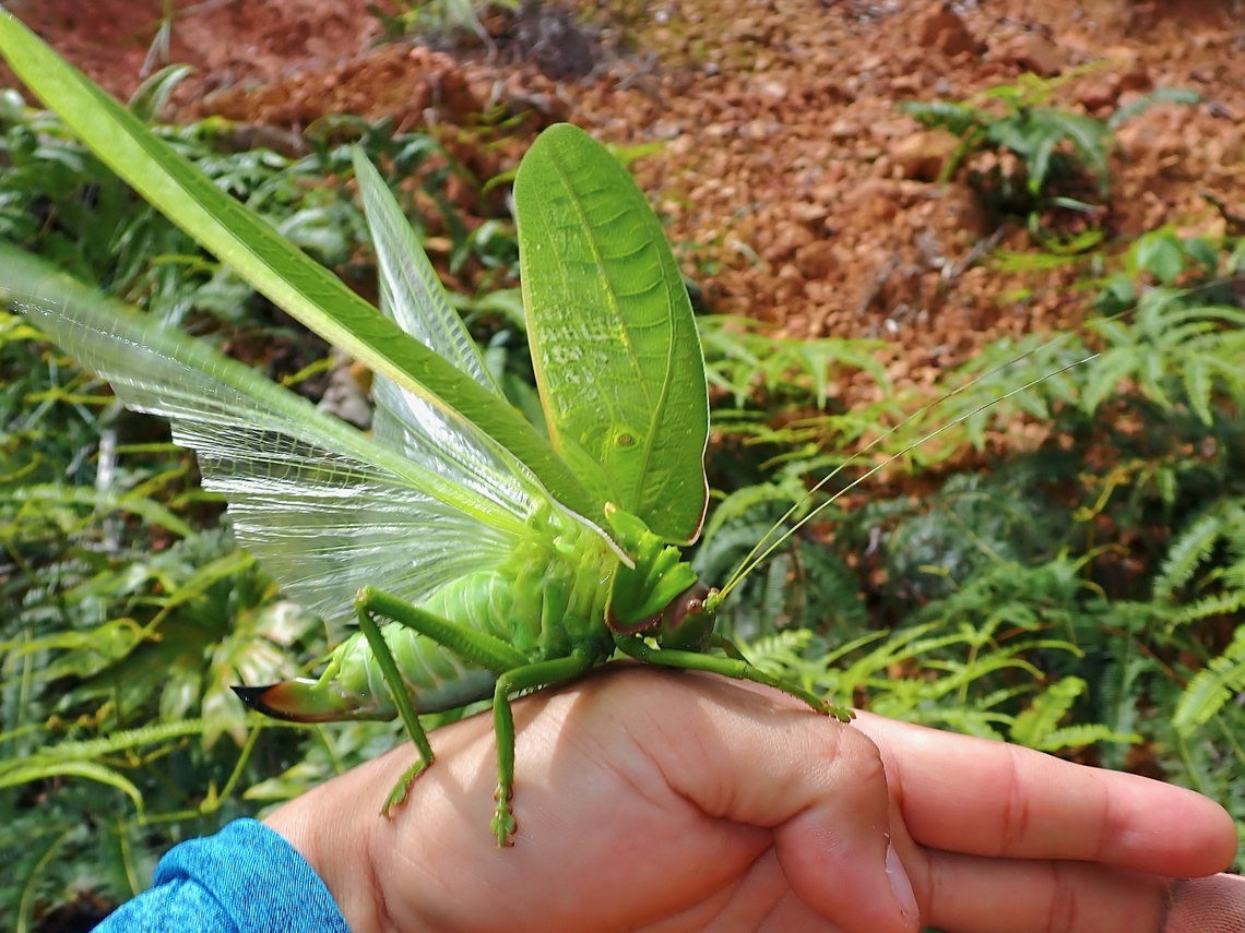 Giant taking off! A huge sized Katydid of around 12-13 cm. Katydid,Malaysia,Pseudophyllus hercules,Sabah