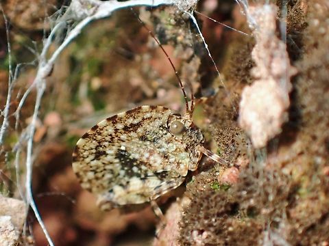 Tiny/Pygmy Tiny sized and well camouflaged Pygmy Grasshopper - Paraphyllum antennatum. Grasshopper,Malaysia,Paraphyllum antennatum,Pygmy Grasshopper,Sabah