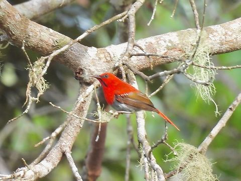 Temminck's Sunbird - Aethopyga temminckii            Aethopyga temminckii,Bird,Malaysia,Sabah,Sunbird,Temminck's Sunbird