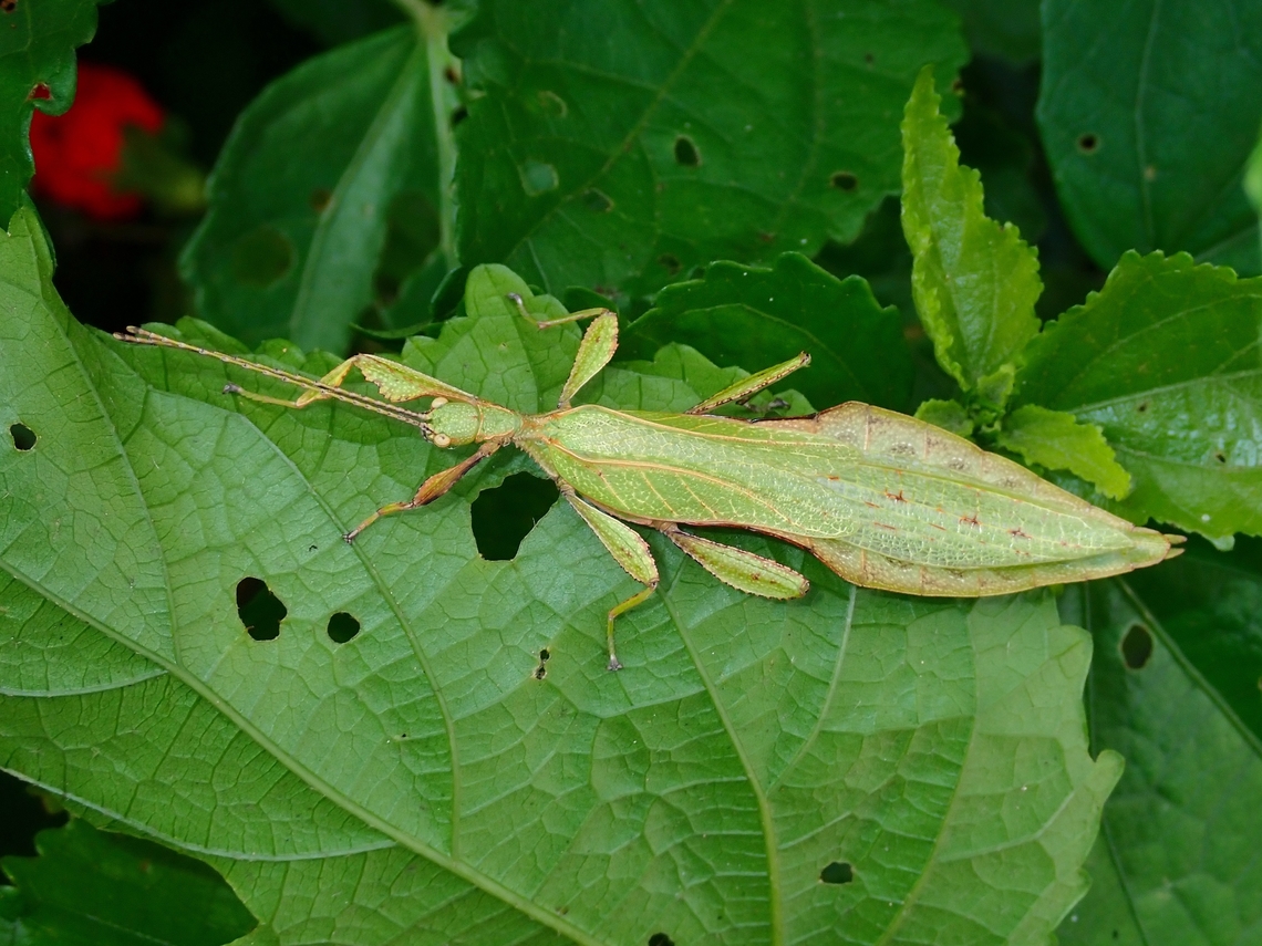 Leafy Friend! Male Leaf Insect - Phyllium bradleri newly described in 2017 from male specimens, female of this species is still unknown.<br />
<br />
This species was named after a friend :D Leaf Insect,Malaysia,Phasmatodea,Phasmid,Phasmida,Phyllium bradleri,Sabah