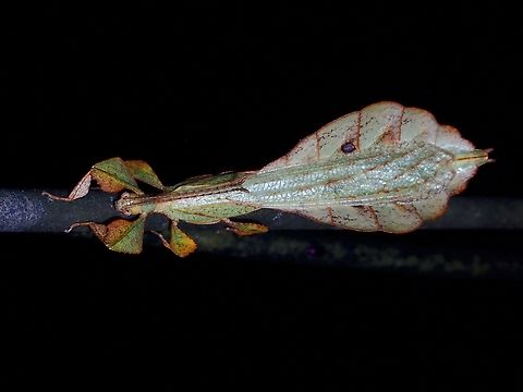 Leaf Insect - Pulchriphyllium mannani  Leaf Insect,Malaysia,Phasmatodea,Phasmid,Phasmida,Pulchriphyllium mannani,Sabah