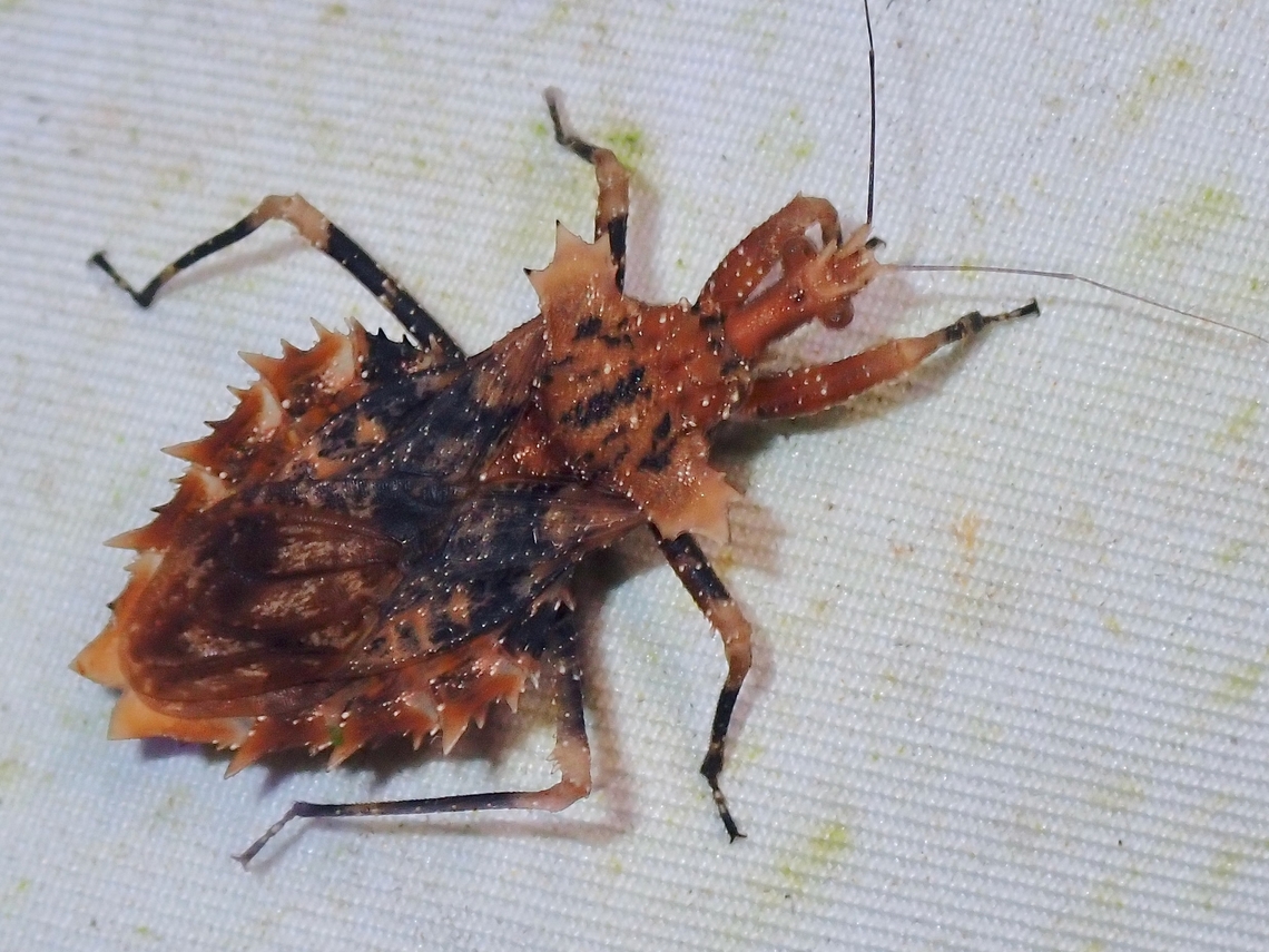 Assassin Bug - Neocentrocnemis signoreti  Assassin Bug,Malaysia,Neocentrocnemis signoreti,Sabah