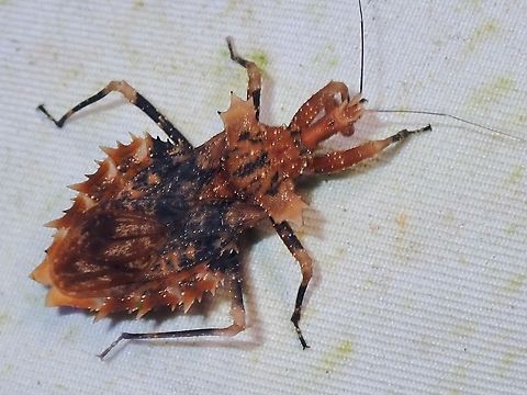 Assassin Bug - Neocentrocnemis signoreti  Assassin Bug,Malaysia,Neocentrocnemis signoreti,Sabah