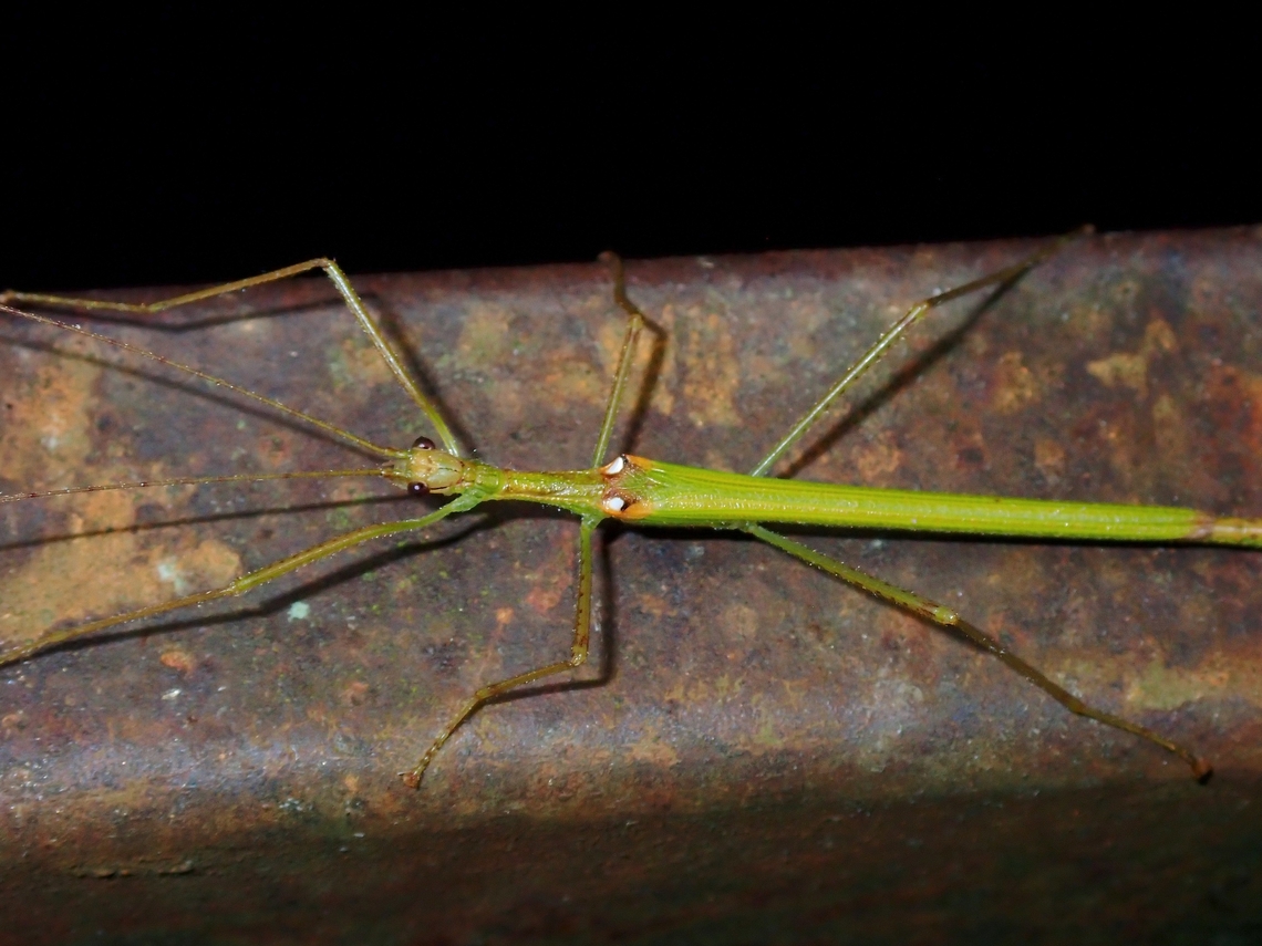 Phasmid/Stick Insect - Necroscia involutecercata  Malaysia,Necroscia involutecercata,Phasmatodea,Phasmid,Phasmida,Sabah,Stick Insect