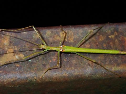 Phasmid/Stick Insect - Necroscia involutecercata  Malaysia,Necroscia involutecercata,Phasmatodea,Phasmid,Phasmida,Sabah,Stick Insect