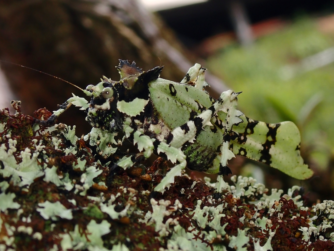 Perfectly Lichen! Amazing camouflage by this Leaf Katydid among lichens.<br />
<br />
During the trip, the operator showed me a picture of this Katydid on his phone and I told him it would be nice to see it as it has been on my 'list' for Borneo for a while now.  He casually said will show to us the next day and he delivered! Katydid,Leaf Katydid,Malaysia,Sabah,Trachyzulpha fruhstorferi