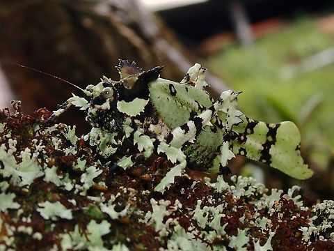 Perfectly Lichen! Amazing camouflage by this Leaf Katydid among lichens.

During the trip, the operator showed me a picture of this Katydid on his phone and I told him it would be nice to see it as it has been on my 'list' for Borneo for a while now.  He casually said will show to us the next day and he delivered! Katydid,Leaf Katydid,Malaysia,Sabah,Trachyzulpha fruhstorferi