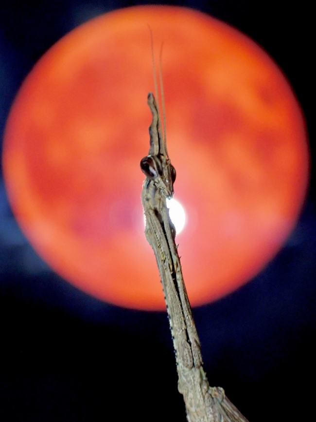 Unicorn on Full Moon! A unique looking Praying Mantis with a single &#039;horn&#039; Ceratocrania macra,Malaysia,Mantis,Praying Mantis,Sabah