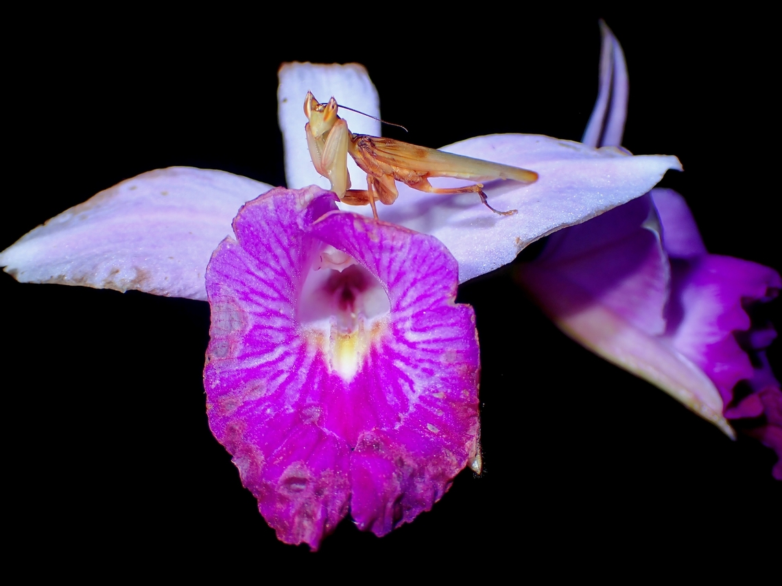 King of Orchid! Have seen this Orchid Mantises before kept by &#039;Hobbyist&#039; but it is so much nicer to see them in the wild.<br />
This male is rather small in size and is a very good flyer. Hymenopus coronatus,Malaysia,Malaysian Orchid Mantis,Mantis,Orchid Mantis,Praying Mantis,Sabah