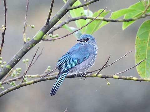 Verditer Flycatcher - Eumyias thalassinus            Bird,Eumyias thalassinus,Flycatcher,Malaysia,Sabah,Verditer Flycatcher