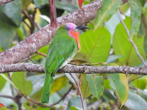 Male Red-Bearded Bee-Eater - Nyctyornis amictus A popular bird among local birders, especially the males as the females is not 'red-bearded'. Bee-Eater,Bird,Malaysia,Nyctyornis amictus,Red-Bearded Bee-Eater,Sabah