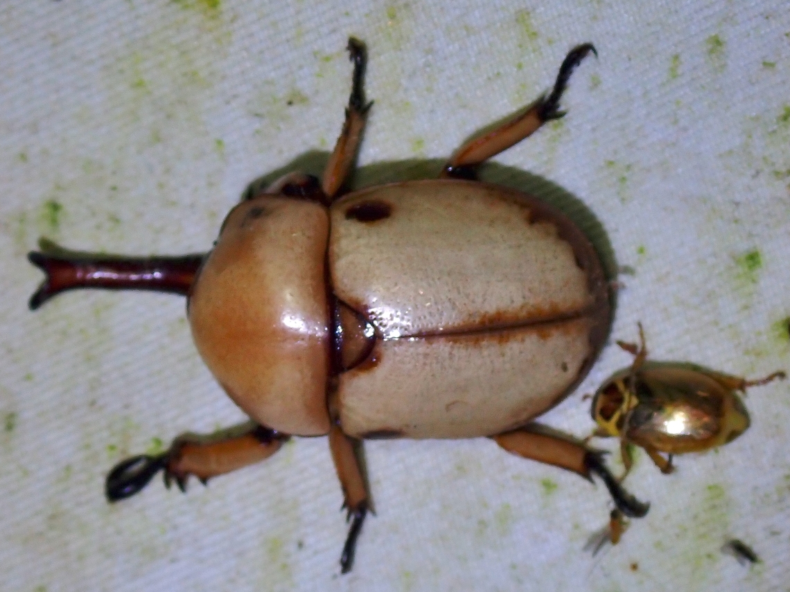 Shining Leaf Chafer - Ceroplophana malaysiana  Beetle,Ceroplophana malaysiana,Leaf Chafer,Malaysia,Sabah,Shining Leaf Chafer