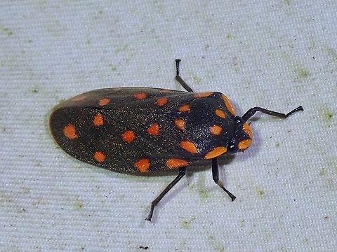 Froghopper - Phymatostetha stellata  Froghopper,Hopper,Malaysia,Phymatostetha stellata,Sabah