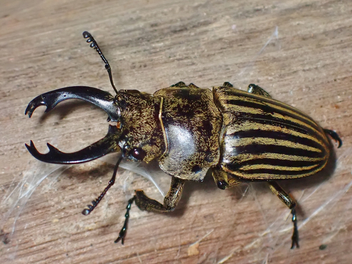 Stag Beetle - Calcodes striatus  Beetle,Calcodes striatus,Malaysia,Sabah,Stag Beetle