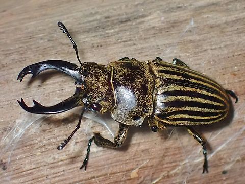 Stag Beetle - Calcodes striatus  Beetle,Calcodes striatus,Malaysia,Sabah,Stag Beetle