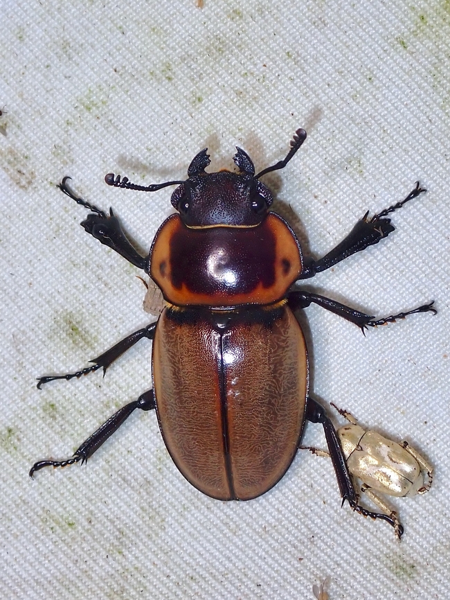 Stag Beetle - Odontolabis brookeana  Beetle,Malaysia,Odontolabis brookeana,Sabah,Stag Beetle