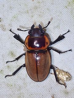 Stag Beetle - Odontolabis brookeana  Beetle,Malaysia,Odontolabis brookeana,Sabah,Stag Beetle