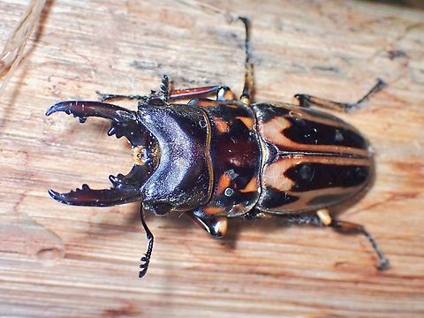 Stag Beetle - Prosopocoilus zebra  Beetle,Malaysia,Prosopocoilus zebra,Sabah,Stag Beetle
