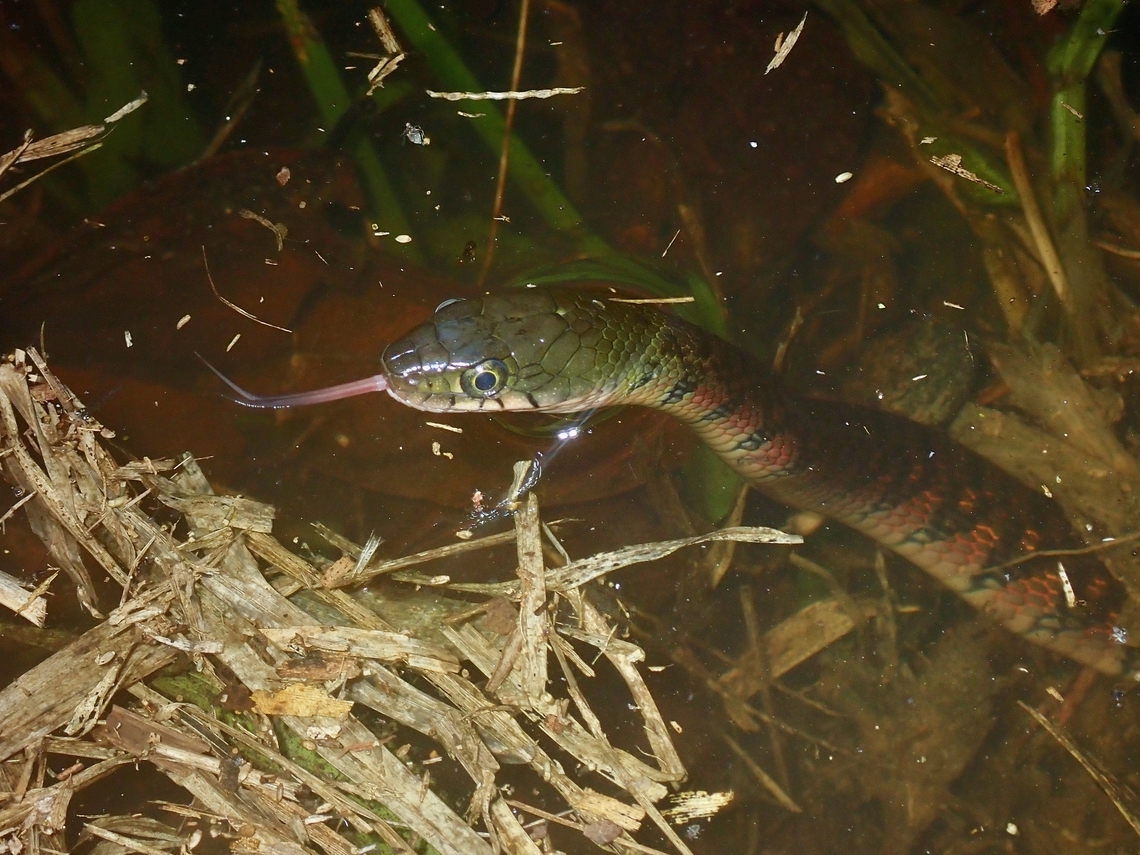 Triangle Keelback Snake - Xenochrophis trianguligerus Saw this Triangle Keelback Snake swimming around a pond with only it&#039;s head above water, probably hunting for frogs which are plentiful in the pond. Keelback Snake,Malaysia,Sabah,Snake,Triangle Keelback,Xenochrophis trianguligerus