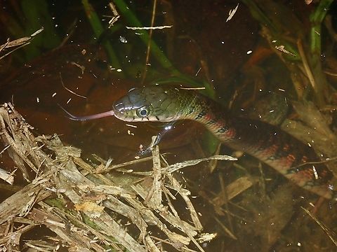 Triangle Keelback Snake - Xenochrophis trianguligerus Saw this Triangle Keelback Snake swimming around a pond with only it's head above water, probably hunting for frogs which are plentiful in the pond. Keelback Snake,Malaysia,Sabah,Snake,Triangle Keelback,Xenochrophis trianguligerus
