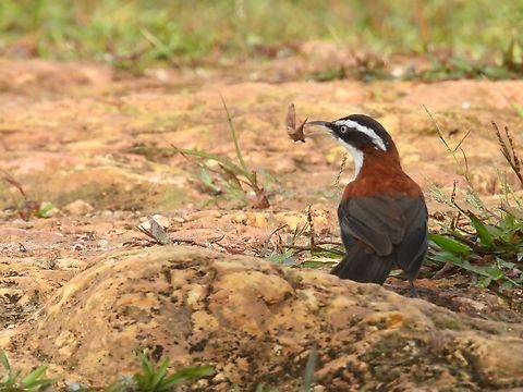 Catching a bug!            Bird,Chestnut-Backed Scimitar Babbler,Malaysia,Pomatorhinus montanus,Sabah,Scimitar Babbler