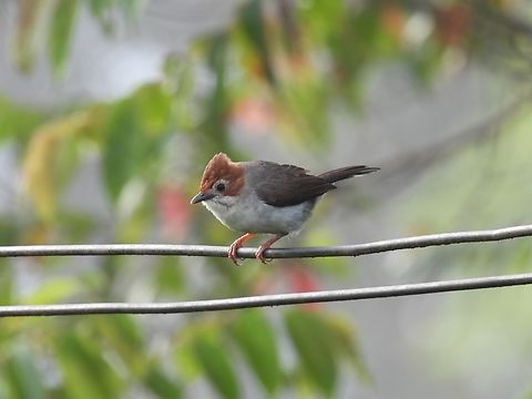 Chestnut-Crested Yuhina - Staphida everetti Bird,Chestnut-Crested Yuhina,Malaysia,Sabah,Staphida everetti
