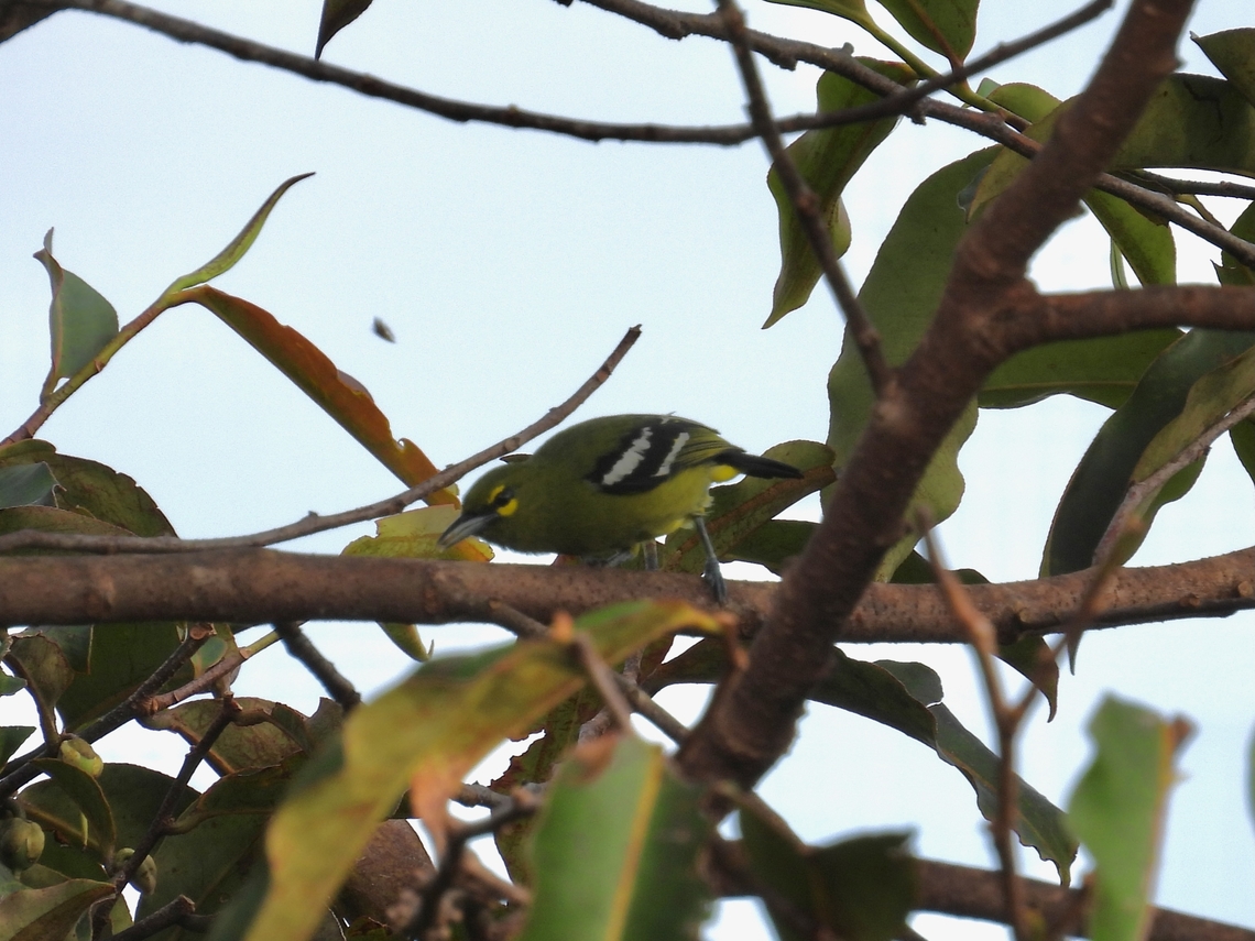 Green Iora - Aegithina viridissima            Aegithina viridissima,Bird,Green Iora,Malaysia,Sabah