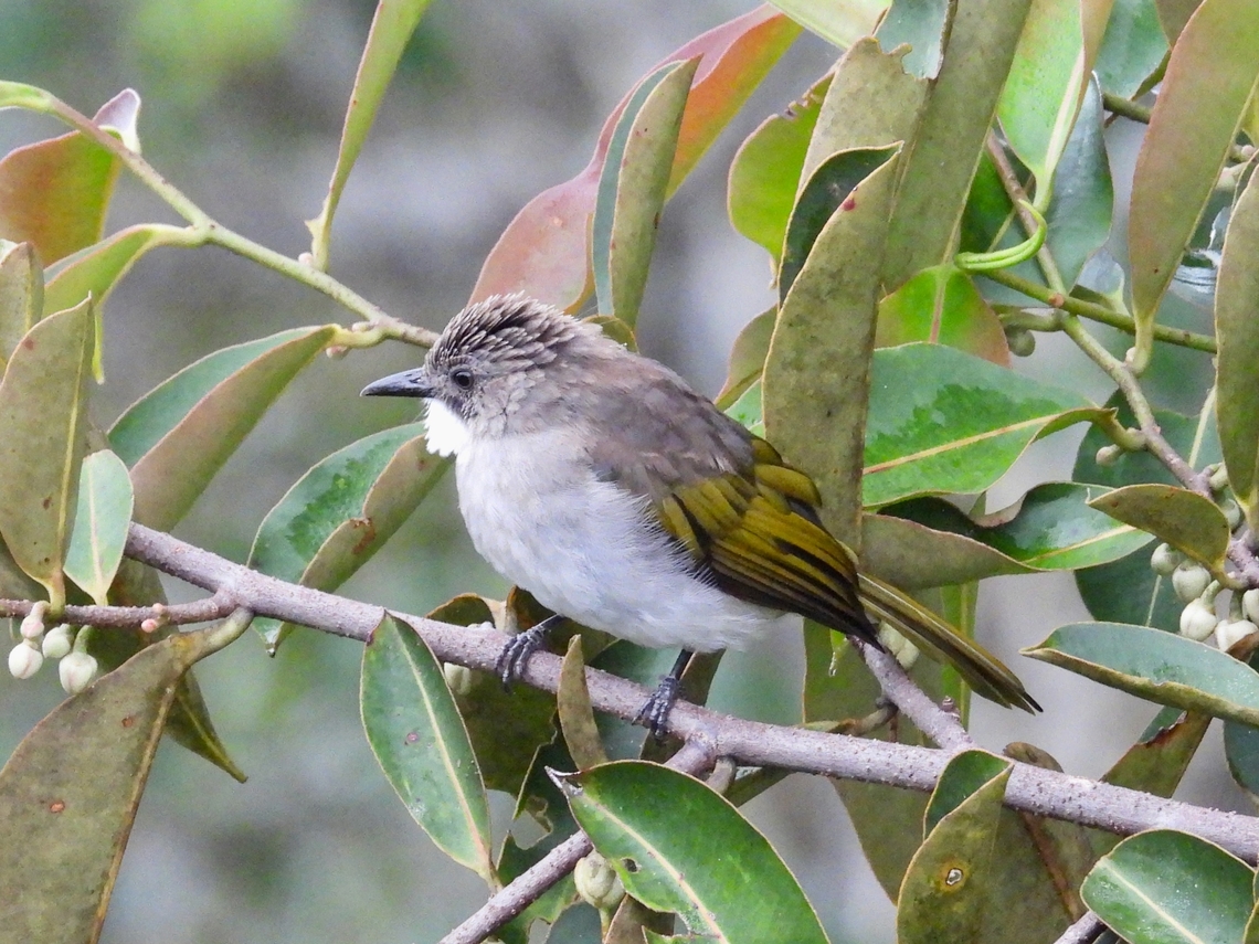 Cinereous Bulbul - Hemixos cinereus            Bird,Bulbul,Cinereous Bulbul,Hemixos cinereus,Malaysia,Sabah