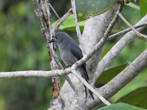 Ashly Drongo - Dicrurus leucophaeus            Ashy Drongo,Bird,Dicrurus leucophaeus,Drongo,Malaysia,Sabah