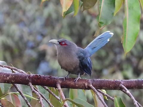 Black-Bellied Malkoha            Bird,Black-bellied malkoha,Malaysia,Malkoha,Phaenicophaeus diardi,Sabah